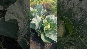 Как избавиться от белокрылки на капусте.
