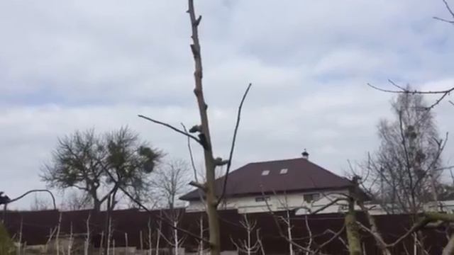 Из неухоженной яблони, всегда можно сформировать, то ч смотреть онлайн