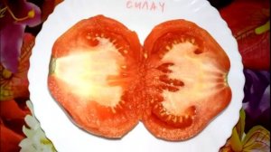 Томат Малиновый силач