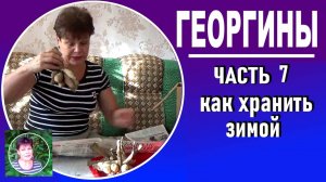 Выращивание георгин . ЧАСТЬ 7  Как хранить клубни георгин зимой