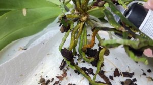 Надо обрезать ДЛИННАЯ ШЕЙКА орхидеи ОМОЛОДИТЬ орхиде?