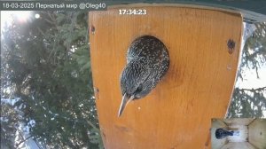 Самцы призывают самок #скворец #скворечник #starling #birdhouse
