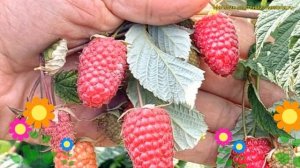 Малина ремонтантная Малиновая гряда. Краткий обзор, о?