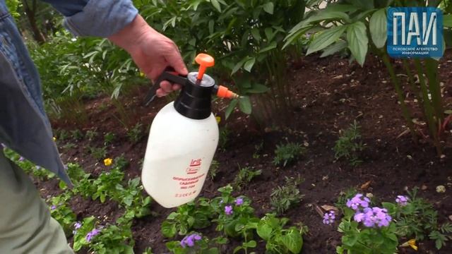 Сколько Псков тратит на цветы? смотреть онлайн