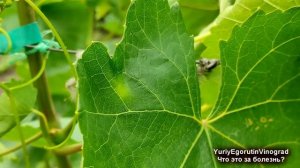 🍇 На листьях ВИНОГРАДА появились «МАСЛЯНЫЕ» пятна. Чт?