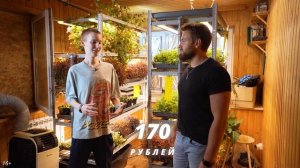 Бизнес на микрозелени. Выращивание микрозелени бизне?