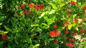 Показываю как цветет гранат и как выглядит цветок