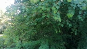Багрянник японский (Cercidiphyllum japonicum)