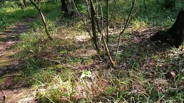 Только зашёл в лес и сразу белые грибы вокруг! 28.07.2025 смотреть онлайн