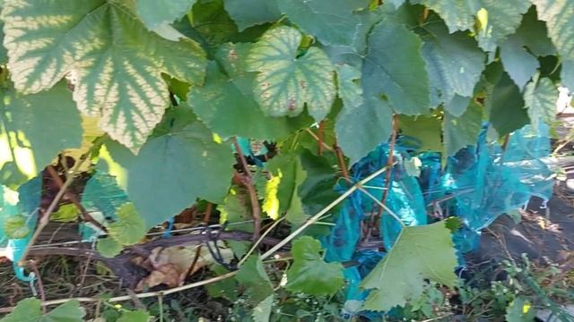 Укрываем виноград и остатки винограда на 28.09.23 смотреть онлайн