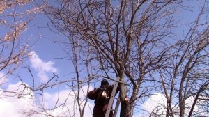 Весенняя обрезка старых яблонь
