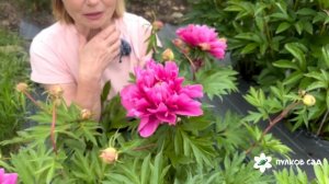 Belle Toulousaine peony. Белль Тулузен пион. Пулков сад (2025 г.)