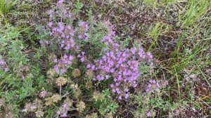 Тимьян ползучий или чабрец