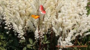 Астильба арендса Хэппи Спирит 🌿 Хэппи Спирит обзор: к