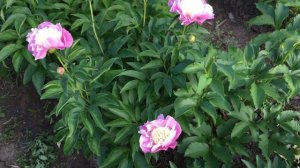 Пион SHE’S MY STAR/Шиз Май Стар