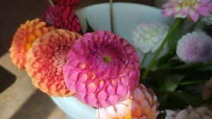 Сорта георгин на срезку