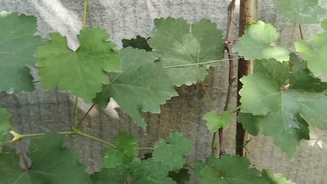 Как формировать молодой куст винограда! Простейшая на