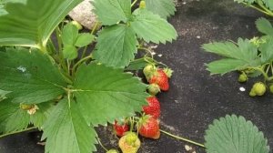 Сколько лет держать клубнику на одном месте?