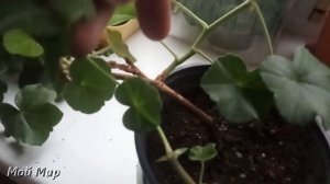 Пеларгония плющелистная. Обрезка. Черенкование.