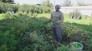 УБИРАЮ СВЕКЛУ ЗАЧЕМ СТОЛЬКО НАСАДИЛ МАМА ОБРАДУЕТСЯ