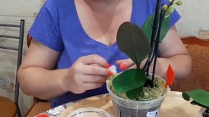 Обработка орхидей «Стимул антистресс» ! Коротко о важ?