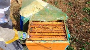 Обработка пчел от клеща. Весенняя подкормка отводков.