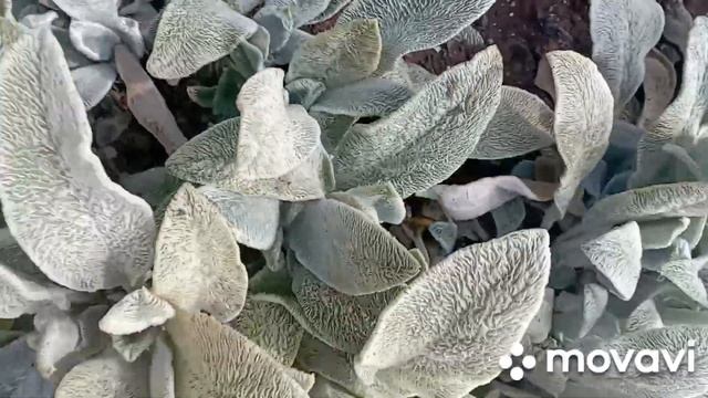 Пора почистить "заячьи ушки" (чистец)#заячьиушки#сад#цв смотреть онлайн