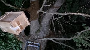 Делаю ловушку для пчёл. // Поймал свой первый рой!