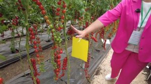 Рай для садоводов - питомник Агрофирмы Поиск. Безграни