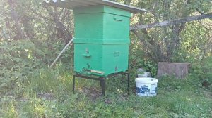 Как поймать пчёл. Роение. Пчеловодство.