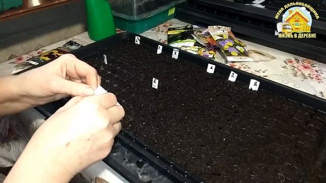 ВИОЛА и ВЕРБЕНА выращивание из семян. Жена дальнобойщ? смотреть онлайн