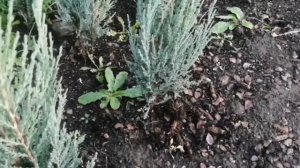 Скальный МОЖЖЕВЕЛЬНИК. Скорость роста, полив, обработ?