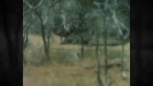 Что СКРЫВАЕТ ЗАБОР В АВСТРАЛИИ на самом деле? Вся прав?