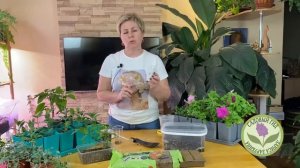 Пикируем перцы правильно! Без травм для корневой сист?