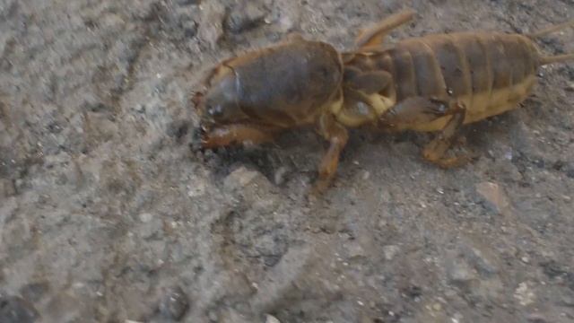 Молодой монстр живущий под землей.