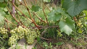 Виноград Московский устойчивый