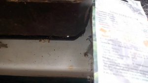 Бесплатный табак для курения сигарет,трубки выращива?