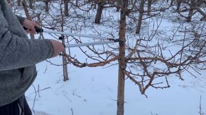 Обрезка яблони методом Веретено. Сравнение подвоев: 106