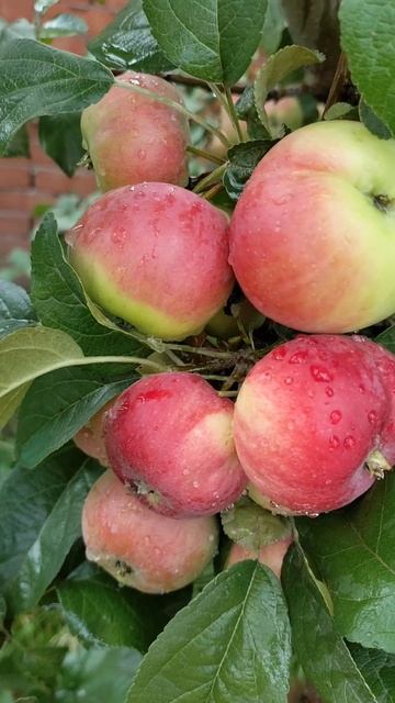 Очень вкусный и всеми любимый сорт яблони - "Заветное"? смотреть онлайн