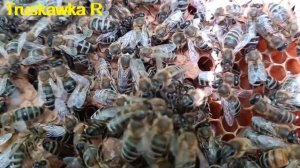 #пчёлы. Подсадить матку в безвзяточный период, это оче?