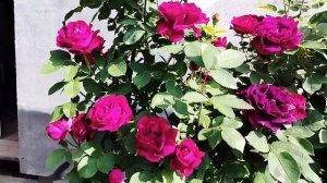 #цветы #розы #старинные СУВЕНИР ДЮ ДОКТЁР ЖАМЕН