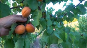 Осенний сорт абрикоса ФАРДАО - один из самых поздних - ?