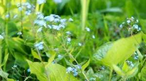 Бруннера Джек Фрост - зимостойкий и нарядный многолет?