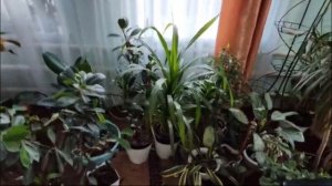 Это лучший способ сохранить цветы без полива на месяц