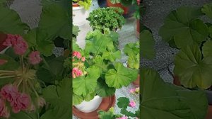 #13#Обзор. Эрик Созвездие близнецов и Эрик Соловей и роз