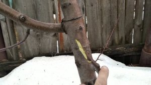 как привить грушу на яблоню?