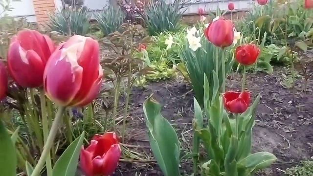 Цветущий Сад. Весна 2024. Пение Птиц в Саду. Цветёт Груша,