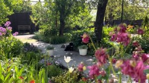 🌿Цветник под деревом в природном стиле своими руками
