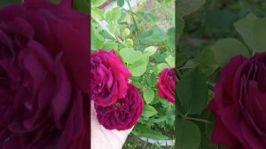 Роза Сувенир дю Доктер Жамэн