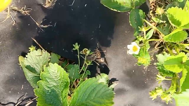 Клубника первого года. Мурано и Кабрильо смотреть онлайн